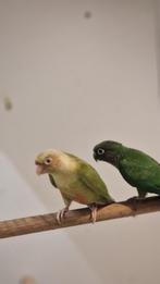 Pyrrhura frontalis fallow kweekstel met 5 jongen, Dieren en Toebehoren, Vogels | Parkieten en Papegaaien, Parkiet, Geringd