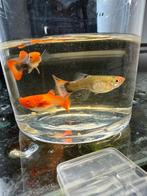 Guppy-koi, Dieren en Toebehoren, Vissen | Aquariumvissen, Overige typen, Zoetwatervis