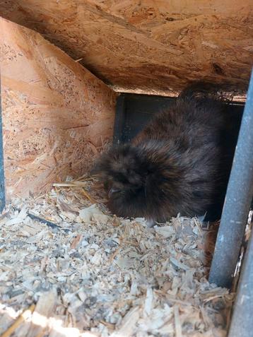 Zijdehoen heb met 2 kuikens ook cohien criel hen te koop  beschikbaar voor biedingen