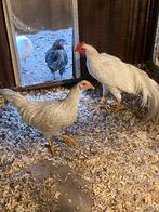 Koppel witte Onagadori, Dieren en Toebehoren, Pluimvee, Meerdere dieren, Kip
