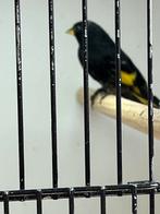 zwarte sijs 2025 man met dna, Dieren en Toebehoren, Mannelijk, Geringd