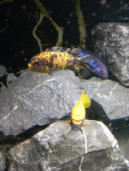 Cichlidès Malawi jeunes maylandia esterae Minos Reef f3, Dieren en Toebehoren, Vissen | Aquariumvissen