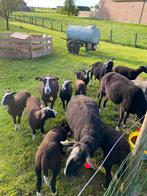 Zwartbles ramlammeren, Animaux & Accessoires, Moutons, Chèvres & Cochons, Mouton, Mâle, 0 à 2 ans