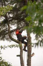 Professioneel uw boom laten kappen, Tuin en Terras, Ophalen of Verzenden