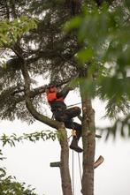 Professioneel uw boom laten kappen, Ophalen of Verzenden