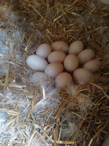Broedeieren witte merchtemse eendeN, Dieren en Toebehoren, Pluimvee