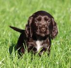 Engelse Cocker pups Chocolade, Dieren en Toebehoren, Honden | Retrievers, Spaniëls en Waterhonden, België, CDV (hondenziekte)