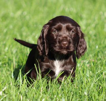Engelse Cocker pups Chocolade beschikbaar voor biedingen