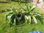 plante clivia plante d'intérieur 5 plantes matures par pot, Maison & Meubles, Plantes d'intérieur, Ombre partielle, En pot, Plante à fleurs