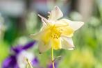 Aquilegia caerulea ‘Spring Magic Yellow’, Ophalen, Lente