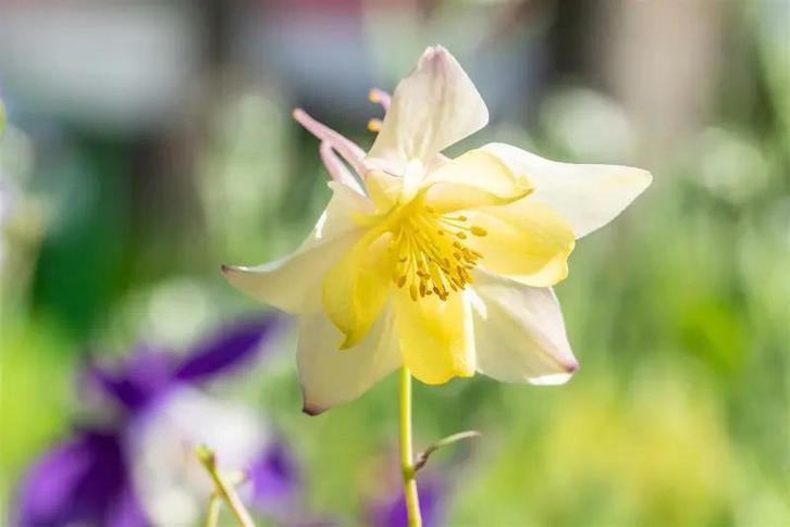 Aquilegia caerulea ‘Spring Magic Yellow’, Tuin en Terras, Planten | Tuinplanten, Lente, Ophalen