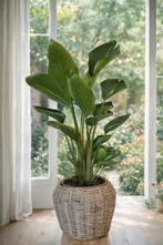 Kamerplant Strelitzia Reginae, Maison & Meubles, Enlèvement