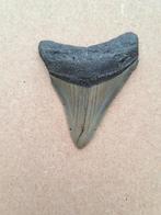 USA MEGALODON tand 6.0 x 4.8 x 1.1cm, Collections, Minéraux & Fossiles, Fossile, Enlèvement ou Envoi