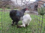 kruising  Brahma GR. /Araucana haan, Dieren en Toebehoren, Pluimvee, Kip