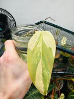 Philodendron silver sword variegata stek geworteld, Ophalen, 200 cm of meer, Overige soorten, Halfschaduw