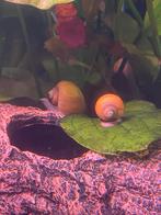 Gele slak, Dieren en Toebehoren, Vissen | Aquariumvissen, Slak of Weekdier, Zoetwatervis