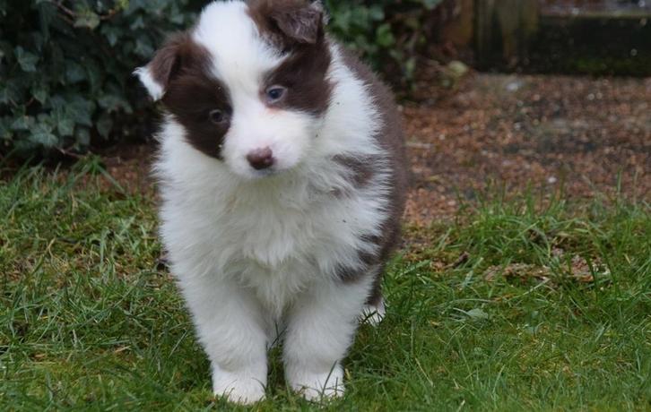 Border collie pups, nog 2 reutjes beschikbaar, Dieren en Toebehoren, Honden | Herdershonden en Veedrijvers, Meerdere dieren, Collie