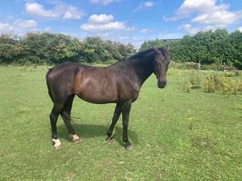 Twee merries, Dieren en Toebehoren, Paarden, 11 jaar of ouder