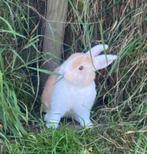 Vrouwelijke babykonijntjes, Dieren en Toebehoren, Vrouwelijk, Dwerg, Hangoor, 0 tot 2 jaar