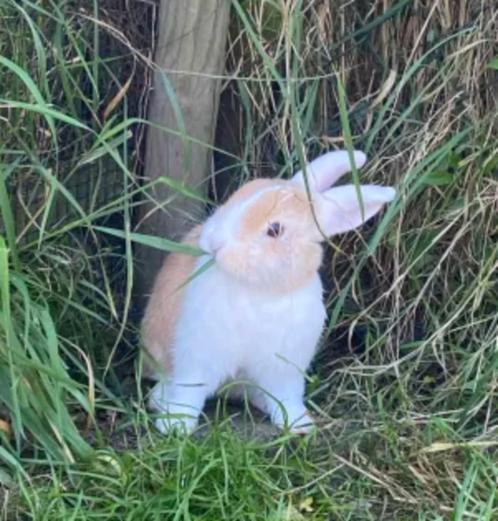 Vrouwelijke babykonijntjes, Dieren en Toebehoren, Konijnen, Dwerg, Vrouwelijk, 0 tot 2 jaar, Hangoor