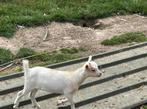 Jonge geitjes, Dieren en Toebehoren, Schapen, Geiten en Varkens, Vrouwelijk, Geit, 0 tot 2 jaar