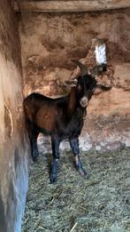 Bouc de chèvre, Animaux & Accessoires, Mâle, Chèvre, 0 à 2 ans