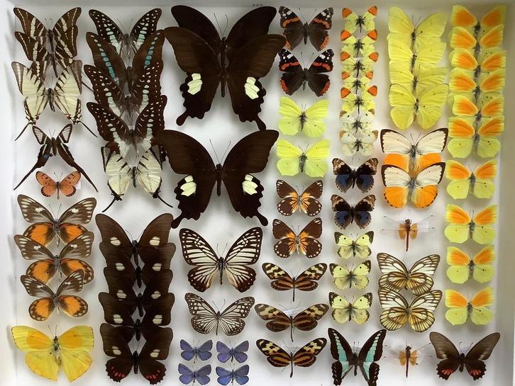 Opgezette VLINDERS, 5€/Specimen, Verzamelen, Dierenverzamelingen, Zo goed als nieuw, Ophalen of Verzenden