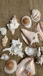 Lot Schelpen deco, Enlèvement ou Envoi, Coquillage(s)