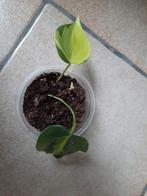 Philodendron brasil, Maison & Meubles, Plantes d'intérieur, Ombre partielle, Plante verte, Enlèvement ou Envoi, Moins de 100 cm