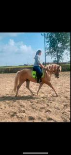 Zadelmak maken en verder rijden, Dieren en Toebehoren