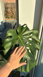 Monstera Deliciosa (120cm) - sterke groeier, Huis en Inrichting, Ophalen