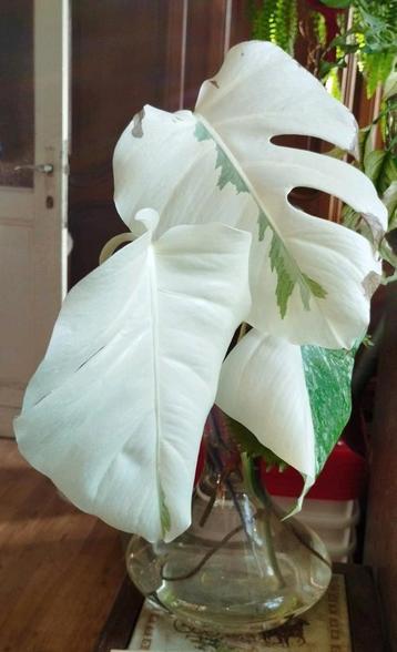 Kopstek 4 bladeren Monstera deliciosa variegata  beschikbaar voor biedingen