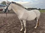 MET SPOED NIEUWE PLEK GEZOCHT!, Dieren en Toebehoren, Paarden, Merrie