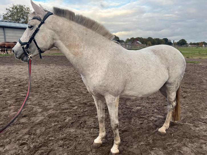 MET SPOED NIEUWE PLEK GEZOCHT!, Dieren en Toebehoren, Paarden, Merrie