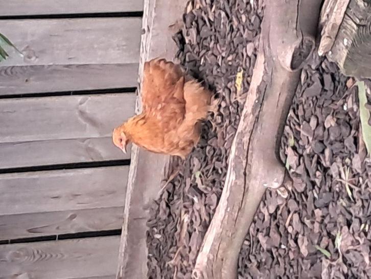 Cochin kriel hennen, Dieren en Toebehoren, Pluimvee