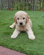 Prachtige Goldendoodle pups (golden retriever x poedel), CDV (hondenziekte), Meerdere, Golden retriever, 8 tot 15 weken