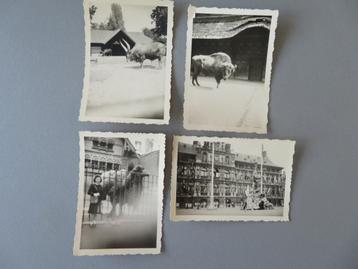 4 photos, 1945 Zoo d'Anvers 