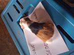 Cavia zeugje, Dieren en Toebehoren, Knaagdieren, Cavia
