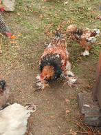 Brahma porcelijn haan, Dieren en Toebehoren, Pluimvee