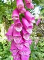 +20 zaden roze vingerhoedskruid - Digitalis purpurea, Verzenden, Zaad