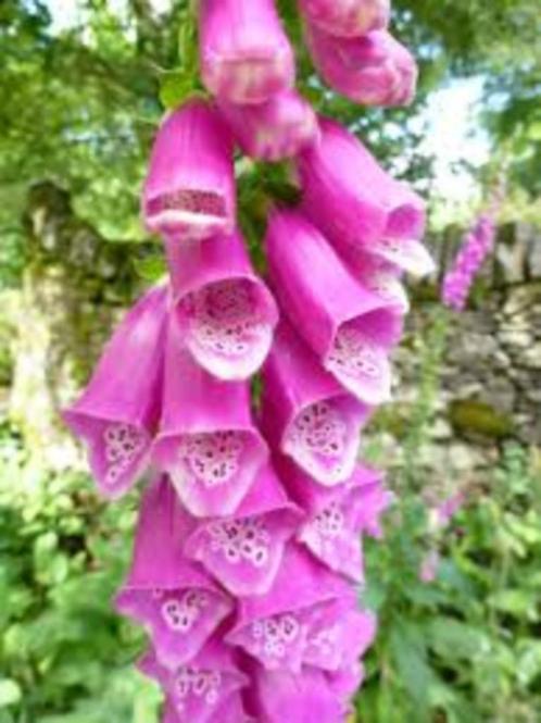 +20 zaden roze vingerhoedskruid - Digitalis purpurea, Tuin en Terras, Bloembollen en Zaden, Zaad, Verzenden
