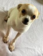 Chihuahua, Dieren en Toebehoren, België, Fokker | Hobbymatig, Reu, CDV (hondenziekte)