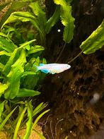 Eitjes medaka Blue longfin - japanse rijstvis, Vis, Zoetwatervis, Schoolvis