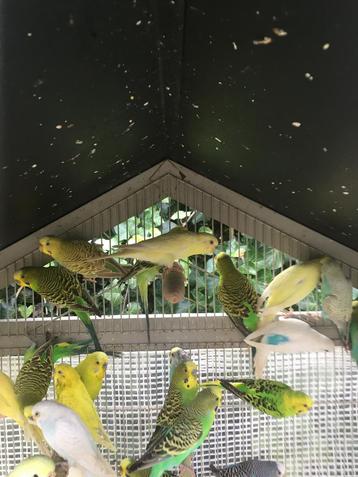 GROTE KEUZE AAN GRASPARKIETJES VANAF 15 EURO/KOPPEL beschikbaar voor biedingen