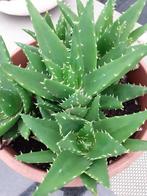 Aloe plant, Jardin & Terrasse, Plantes | Jardin, Enlèvement ou Envoi