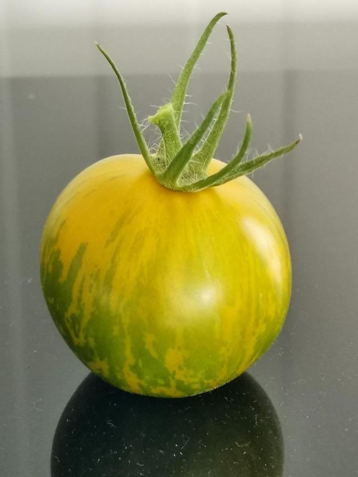 5 graines de tomates Green Zebra - biologique, Jardin & Terrasse, Bulbes & Semences, Graine, Printemps, Envoi