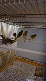 Raza Español disponible 40 oiseaux melange mal est femelle, Animaux & Accessoires, Femelle