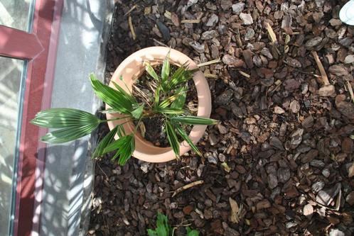 palmboompje in pot Tracycarpus voor 10 €, Tuin en Terras, Planten | Tuinplanten, Vaste plant, Overige soorten, Ophalen