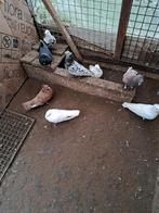 Duiven te koop in Deurne, Dieren en Toebehoren