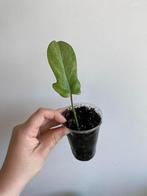 Philodendron florida ghost, Huis en Inrichting, Kamerplanten, Ophalen of Verzenden